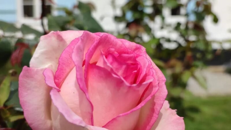 Rose rose en fleurs dans un jardin devant une maison aux volets bleus